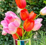 Tulipanes para ti